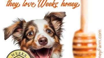 Can Dogs Eat Honey?