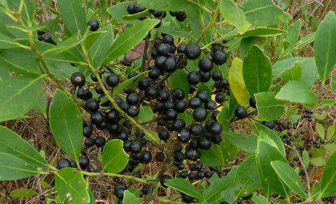 The Endangered Southern Gallberry Honey