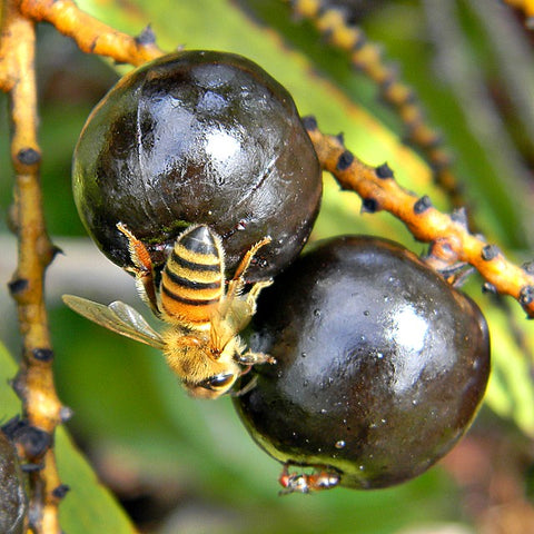 Weeks Raw Palmetto Honey, 22 oz - Honey - Only $17.99! Order now at Weeks Honey Farm Fast shipping and excellent customer service.