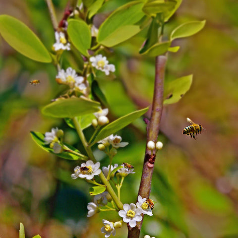 Our Best All-Natural Pure Raw Gallberry Honey - Honey - Only $7.99! Order now at Weeks Honey Farm Fast shipping and excellent customer service.