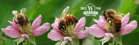 Pretty Spring Wildflower & Honey Bees Coffee Mug - Mug - Only $14.99! Order now at Weeks Honey Farm Fast shipping and excellent customer service.