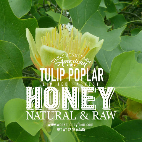 Our Best Raw Tulip Poplar Honey - Honey - Only $21.99! Order now at Weeks Honey Farm Fast shipping and excellent customer service.